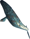 File:Whalethumb.png