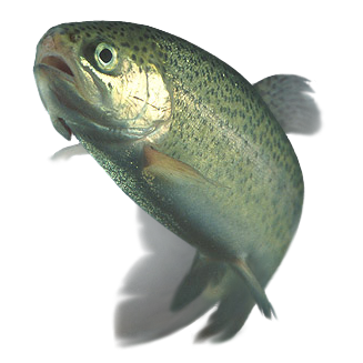 File:Rainbow trout transparent.png