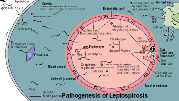 File:Pathogeneis of leptospirosis.svg