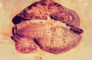 Canine lungs with multiple bleeding spots due to leptospirosis