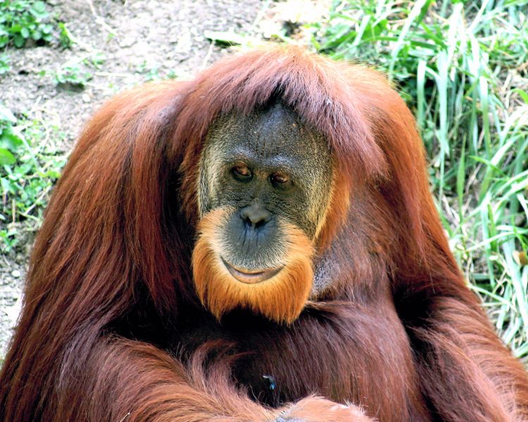 File:Orangutan 01.jpg
